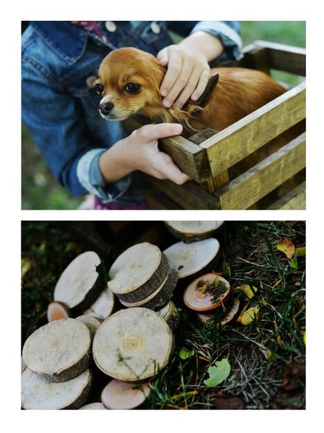 A collage of images showing various aspects of a local animal rescue, including volunteers caring for animals, animals being adopted, and happy families with their new pets. The collage is bright and cheerful, emphasizing the positive impact of animal rescues.