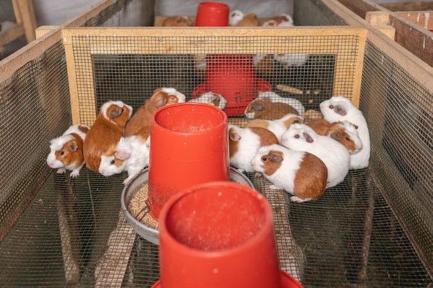 Several animal carriers prepared with blankets, food bowls, and water bottles, neatly stacked and labeled, ready for use during an emergency evacuation at an animal rescue facility.