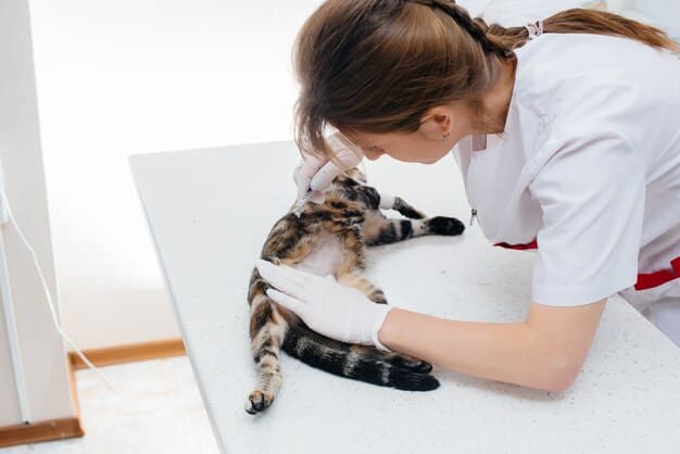 A veterinarian gently examining a rescued kitten on an examination table. The kitten is calm and the veterinarian is using a stethoscope.