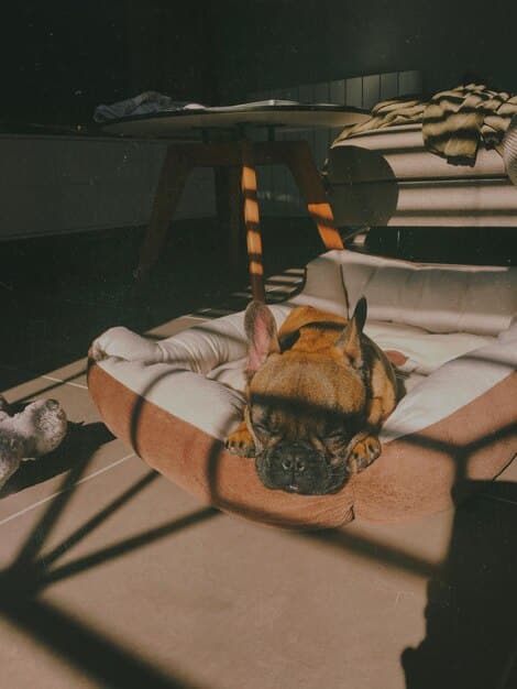 A serene animal shelter environment with muted colors, soft lighting, comfortable bedding, and sound-dampening materials, showcasing a stress-free setting for rescue animals.
