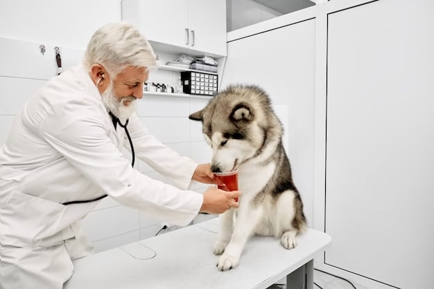 A veterinary professional gently examining a dog in a calm and reassuring manner, using treats as positive reinforcement during the handling process.