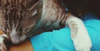 Grant Writing for Animal Rescues: Funding Spay/Neuter Programs - Cover Image