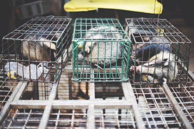 A group of animal rescue workers in protective gear carefully removing animals from a heavily cluttered and unsanitary home.