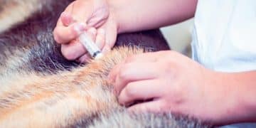 Microchipping: Ensuring Swift Reunions for Lost Pets in the US - Cover Image