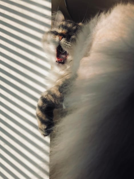 A cat hissing in a corner, showing fear and defensive behavior. The background is blurred, focusing on the cat's posture and expression.
