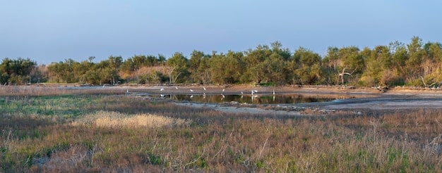 The Endangered Species Act in 2025: A Conservation Forecast