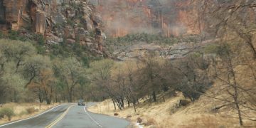 Wildlife Corridors: New Study Shows 15% Reduction in Animal-Vehicle Collisions - Cover Image