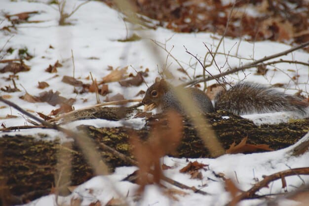 A close-up view of a wildlife overpass with native vegetation, showing various animal tracks (deer, fox, raccoon) in the snow, indicating successful usage.