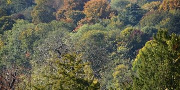 Invasive Species Threat: Protecting US Native Bird Populations Now - Cover Image