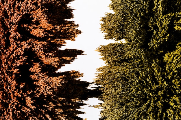 A before-and-after split image showing a forest. The 'before' side depicts a healthy, diverse forest with a variety of native trees and birds. The 'after' side shows the same forest overtaken by an invasive vine, like kudzu, smothering the trees and with fewer birds visible. The contrast highlights the destructive impact of invasive species on native habitats.
