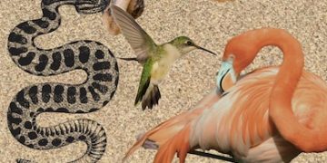 Wildlife Tracking Tech: Which Delivers Best Data for Conservation? - Cover Image