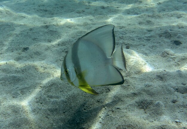 An underwater shot of a fish with an acoustic tag attached near its dorsal fin, swimming near a submerged acoustic receiver.