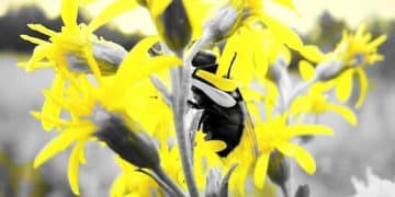 New US Regulations Protect Pollinators from Pesticide Use - Cover Image