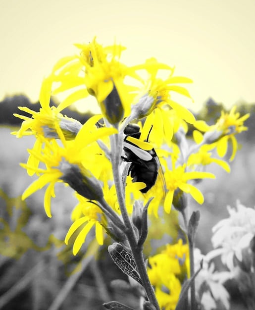 New US Regulations Protect Pollinators from Pesticide Use