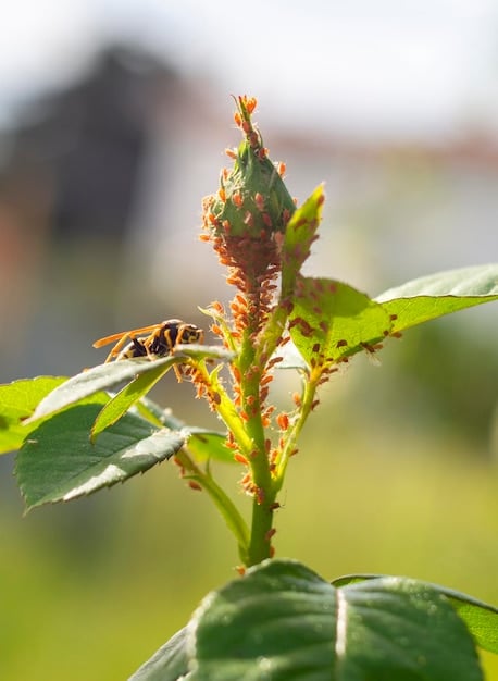 A close-up shot of a bee struggling amidst pesticide-covered crops, visually representing the direct harm caused by pesticide exposure to pollinators.