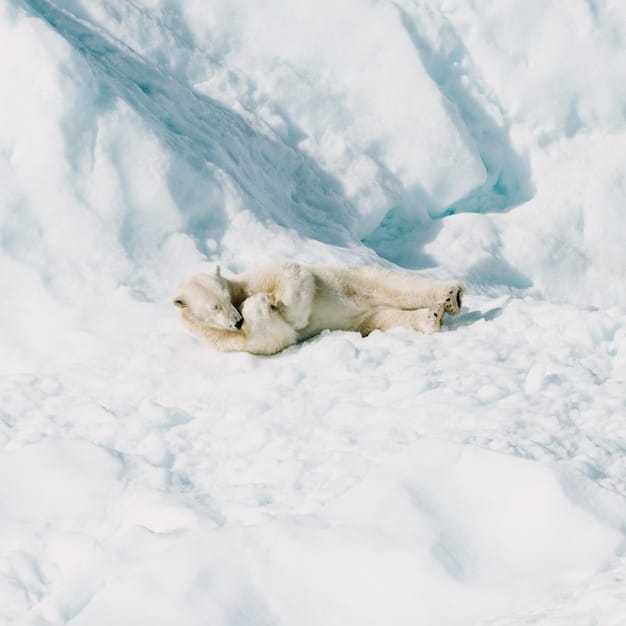 A close-up shot of a polar bear struggling to stand on a rapidly melting ice floe in the Arctic. The image captures the stark reality of habitat loss due to climate change and its direct impact on iconic species. The lighting is cold and harsh, emphasizing the vulnerability of the bear.