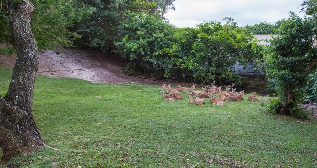 A family of deer grazing peacefully in a meadow restored by a private landowner, showcasing the positive impact of conservation efforts.