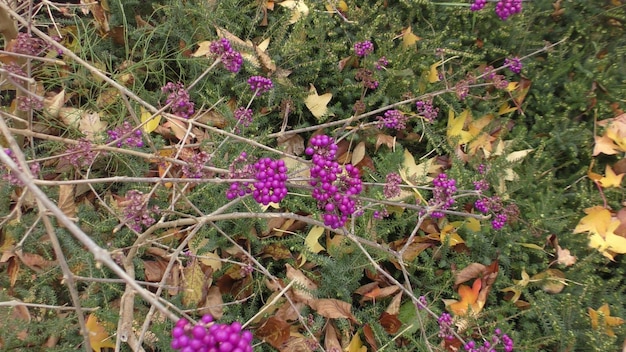 Invasive Species Control: A Comparison of Effective Methods