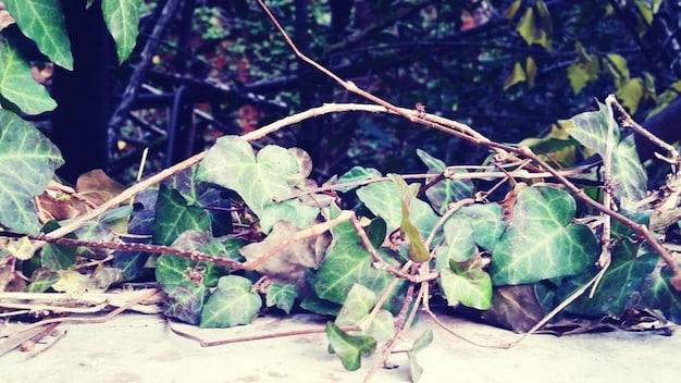 A close-up photo illustrates the detrimental impact of kudzu, an invasive vine, smothering a native forest landscape in the southeastern US. The image highlights the dense foliage completely engulfing trees and understory vegetation, showcasing the severity of habitat alteration caused by this invasive species.