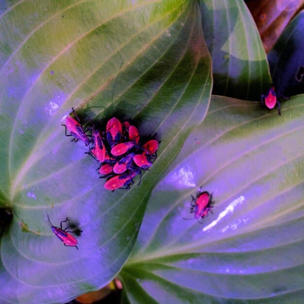 A detailed shot captures a group of Galerucella beetles feeding on the leaves of purple loosestrife in a wetland environment in the northern US. The beetles are actively defoliating the plant, demonstrating their specific herbivory and biological control action against this invasive species.