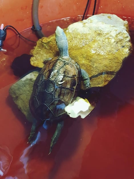 A close-up shot of a sea turtle entangled in plastic debris, highlighting the threat of pollution to marine life. The image should evoke a sense of urgency and the need for immediate action.