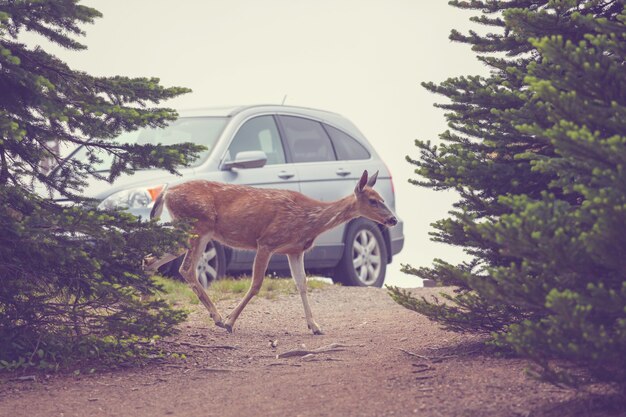 A close-up photograph of a wildlife crossing, such as an overpass covered in vegetation, with a deer cautiously approaching the entrance. The background shows a blurred highway with cars passing.