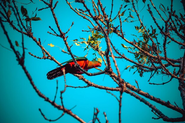 The Science of Birdsong: Unlocking Avian Communication & Social Behavior