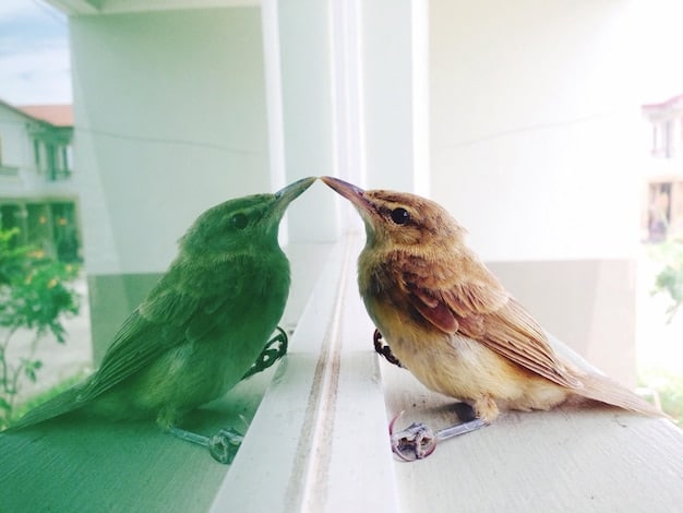 A pair of songbirds engaged in duet singing, with one bird facing the other. The image should capture the interaction between the birds and the intimacy of their acoustic communication.