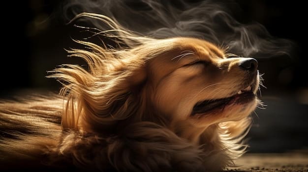 Decoding Canine Body Language: 5 Signals for Training Success