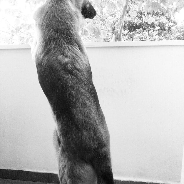 A split image showing a dog with a tucked tail, hunched posture, and averted gaze on one side (indicating stress) and a dog with a relaxed posture, wagging tail, and direct eye contact on the other side (indicating comfort).