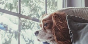 How SAD Affects Dogs: Understanding Seasonal Behavior Changes in 2025 - Cover Image