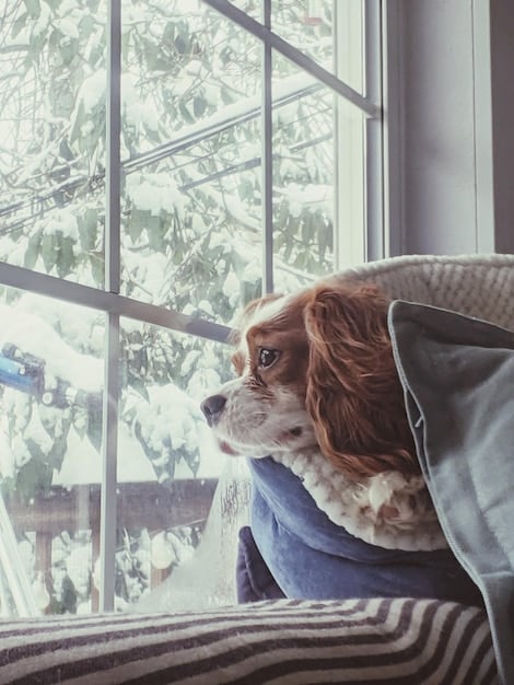 How SAD Affects Dogs: Understanding Seasonal Behavior Changes in 2025