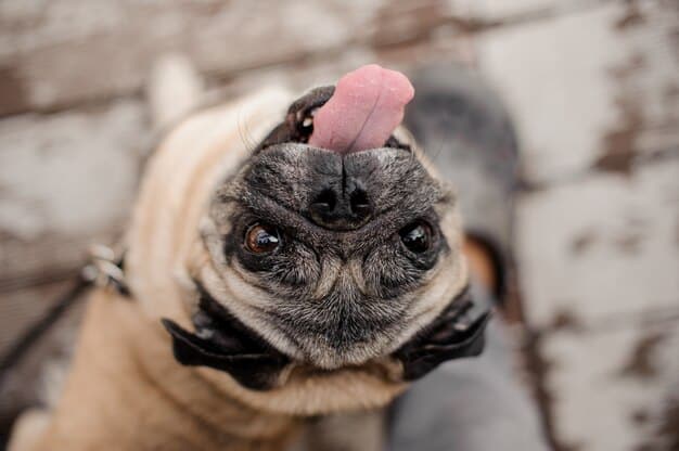 A close-up of a dog's face showing a subdued expression, with the background subtly blurred to emphasize the dog's mood.