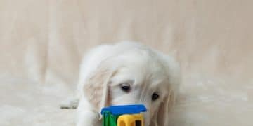 Stop Destructive Chewing: Your 3-Week Dog Behavior Guide - Cover Image