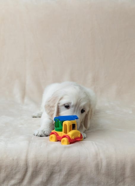 Stop Destructive Chewing: Your 3-Week Dog Behavior Guide