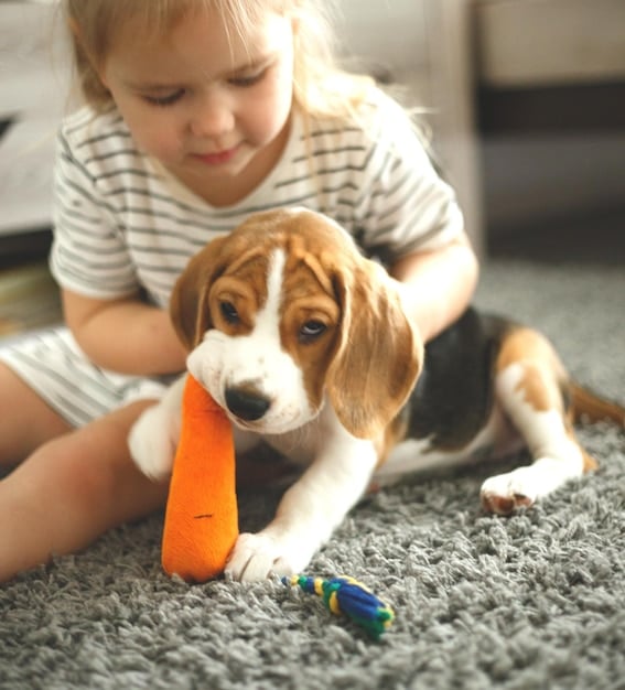 A medium shot of a beagle happily chewing on a puzzle toy filled with treats, in a cozy living room setting. The beagle is focused and engaged with the toy.