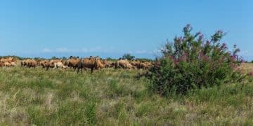 Equine Social Hierarchy: Understanding Dominance in Horse Herds - Cover Image