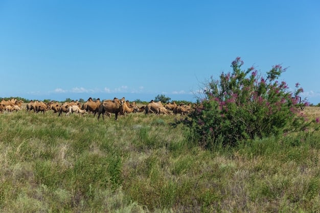 Equine Social Hierarchy: Understanding Dominance in Horse Herds
