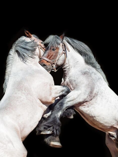 Close-up shot of two horses engaging in a dominance display, with one horse posturing tall and the other slightly lowered in a submissive posture.