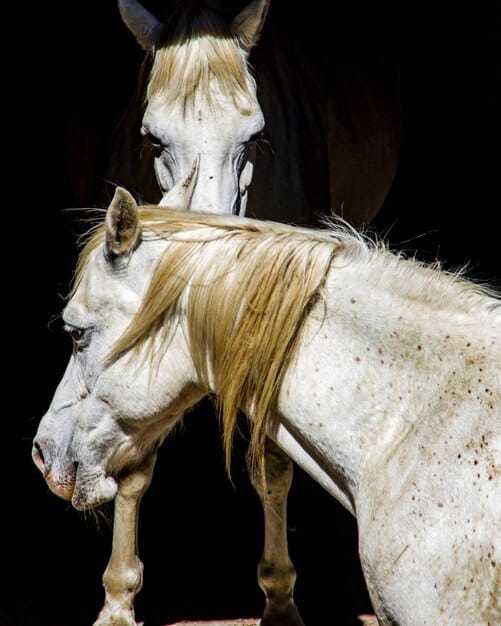 A horse with pinned ears and a tense posture, signaling aggression and dominance, contrasted with another horse in a relaxed, submissive stance.