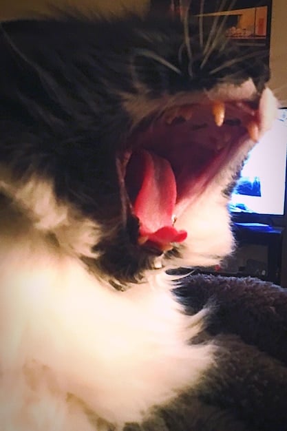 A close-up shot of a cat hissing with its ears flattened, showing clear signs of aggression.