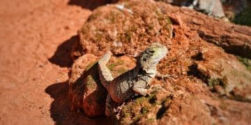 Reptilian Thermoregulation: Understanding How Temperature Influences Behavior - Cover Image