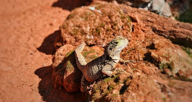 Reptilian Thermoregulation: Understanding How Temperature Influences Behavior