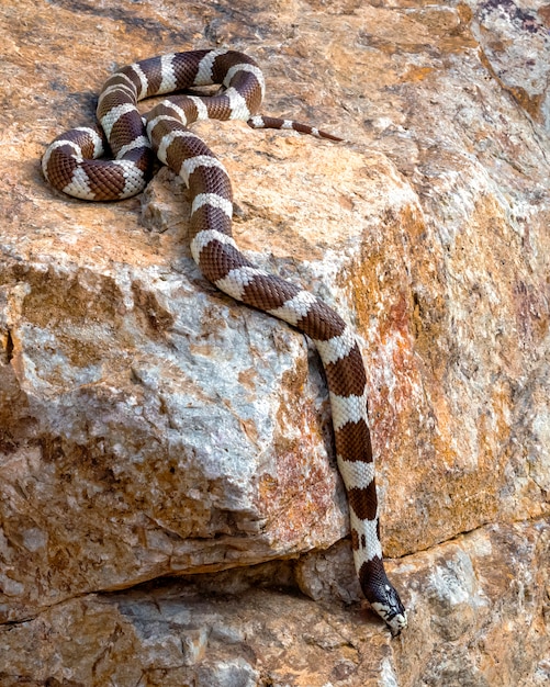 A detailed close-up photo of a snake basking in the sun on a rocky surface to illustrate basking behavior.