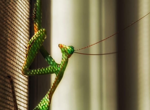 A visual comparison of a desert lizard and a rainforest snake, highlighting their different adaptations for thermoregulation in their respective environments.