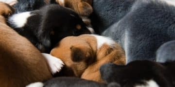 Early Socialization: Shaping Puppy Behavior During the 12-Week Critical Period - Cover Image