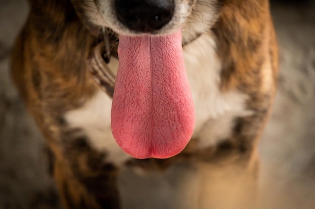 A close-up shot of a dog's mouth as it gently nibbles on a blade of grass in a garden. The dog is a mixed breed with a short, light brown coat. The focus is on the texture of the grass and the dog's relaxed demeanor.