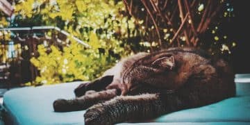 Feline Pheromones: Reduce Cat Stress & Anxiety by 15% - Cover Image