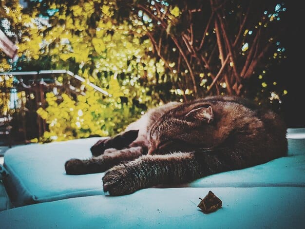 Feline Pheromones: Reduce Cat Stress & Anxiety by 15%