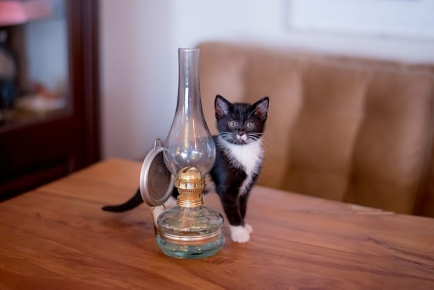 A variety of feline pheromone products, including a diffuser plugged into a wall socket, a spray bottle, and a pheromone collar. The products are arranged on a table with a calming blue background.
